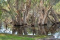 A Paperbark Tree Forest Royalty Free Stock Photo