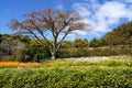 Paperbark Tree In Kirstenbosch Botanical Gardens