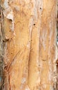 Paperbark tree Melaleuca quinquenervia bark closeup showing peeling papery texture - Wolf Lake Park, Davie, Florida, USA