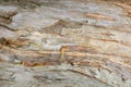 Paperbark tree Melaleuca quinquenervia bark closeup, texture - Wolf Lake Park, Davie, Florida, USA
