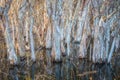 Paperbark Tree Swamp Royalty Free Stock Photo
