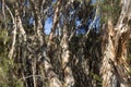 Paperbark Trees with peeling bark thrive in swamps.