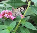 Paperkite butterfly nectaring on a pink flower Royalty Free Stock Photo