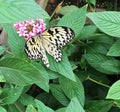 Paperkite butterfly nectaring on a pink flower Royalty Free Stock Photo