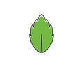 papermint leaf illustration vector