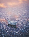 Papership in water Royalty Free Stock Photo