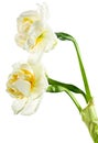 Paperwhite daffodils Royalty Free Stock Photo
