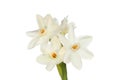 Paperwhite daffodils Royalty Free Stock Photo