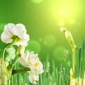 Paperwhite daffodils Royalty Free Stock Photo