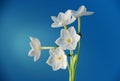 Paperwhite Narcissus