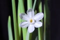 Paperwhite Narcissus Flower