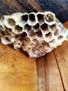 Papery wasp nest attached to deck wood