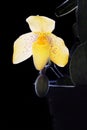 Paph Maudiae lady sl Royalty Free Stock Photo