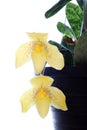 Paph Maudiae lady slipper orchid