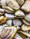 Close up of raw uncooked Pipi shells Royalty Free Stock Photo