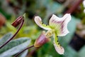 Paphiopedilum Royalty Free Stock Photo