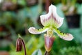 Paphiopedilum