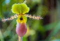 Paphiopedilum Royalty Free Stock Photo