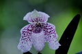 Paphiopedilum bellatulum