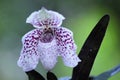 Paphiopedilum bellatulum