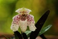 Paphiopedilum bellatulum