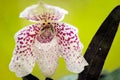 Paphiopedilum bellatulum