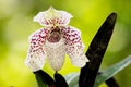 Paphiopedilum bellatulum