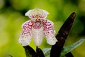 Paphiopedilum bellatulum