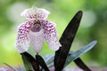 Paphiopedilum bellatulum