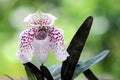 Paphiopedilum bellatulum