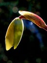 Paphiopedilum