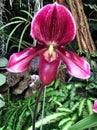 paphiopedilum burloni orchid