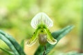 Paphiopedilum callosum