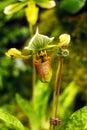 Paphiopedilum Callosum in natural background