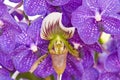 Paphiopedilum callosum orchid close up
