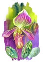 Paphiopedilum callosum orchid, watercolor painting on colorful background