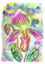 Paphiopedilum callosum orchid, watercolor painting