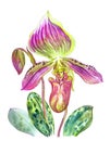 Paphiopedilum callosum orchid, watercolor on white background Royalty Free Stock Photo