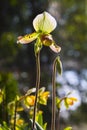 Paphiopedilum callosum Rchb.f.