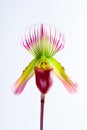 Paphiopedilum callosum (Rchb.f.) Royalty Free Stock Photo