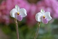Paphiopedilum delenatii, a species of slipper orchid with a pink lip and white petals Royalty Free Stock Photo