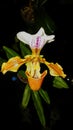 Paphiopedilum orchid Lady s slipper on black