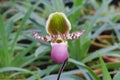 Paphiopedilum flower Royalty Free Stock Photo