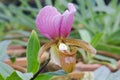 Paphiopedilum flower Royalty Free Stock Photo