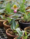 Paphiopedilum flower Royalty Free Stock Photo