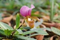 Paphiopedilum flower Royalty Free Stock Photo