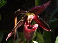 Paphiopedilum Maudiae Vinicolor Schwarze Madonna