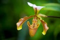 Paphiopedilum gratrixianum