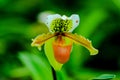 Paphiopedilum gratrixianum is an orchid in the genus Paphiopedilum.