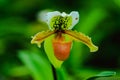 Paphiopedilum gratrixianum is an orchid in the genus Paphiopedilum.